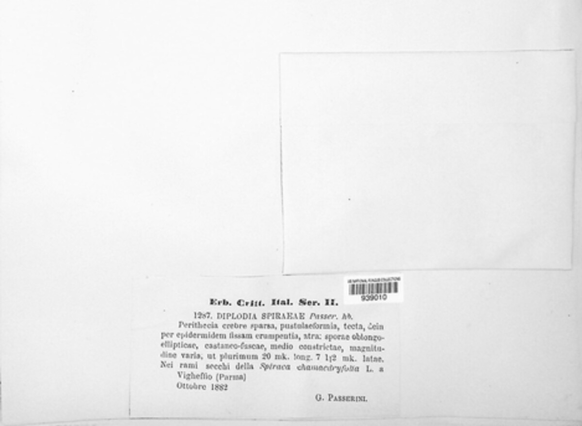 Botryodiplodia spiraeae image